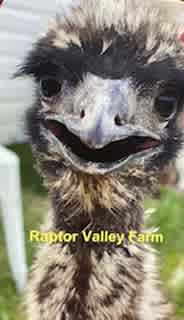 Raptor Valley