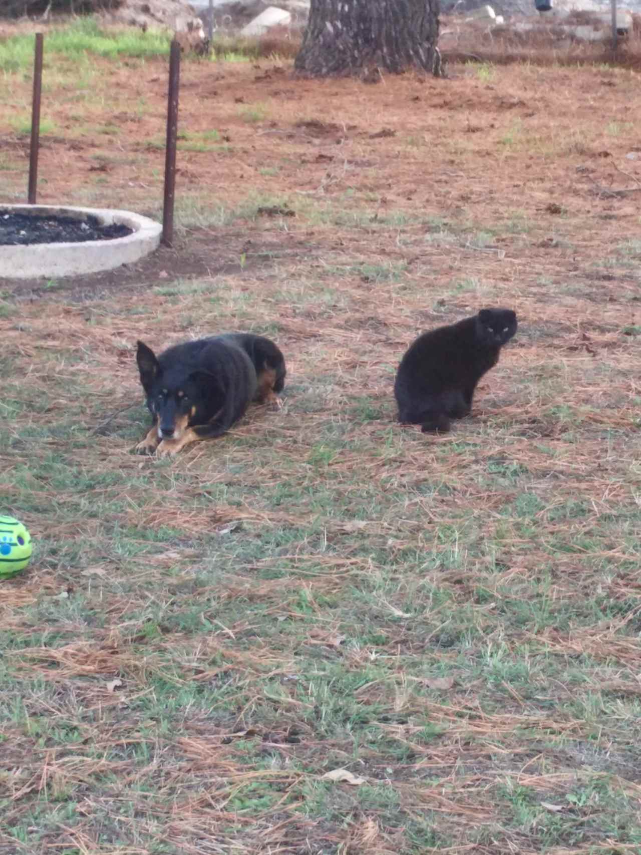 Our pet dog Mindy loves playing ball and her mate Niggs the cat.