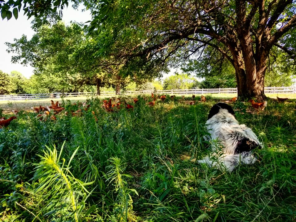 Eagle Ridge Ranch