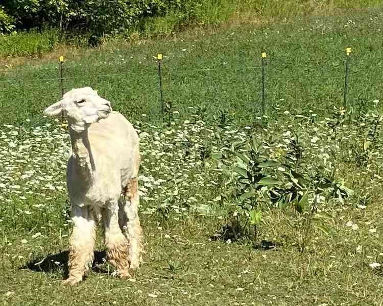 Howling Goat Farm and Grange