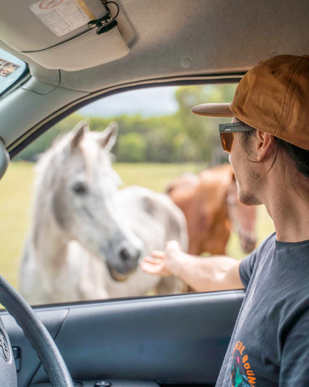 Friendly horses