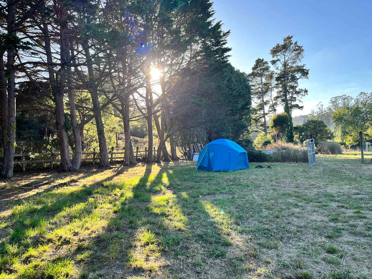 Pitch your tent under the cypress trees! Evening sun setting behind the trees. Late Summer