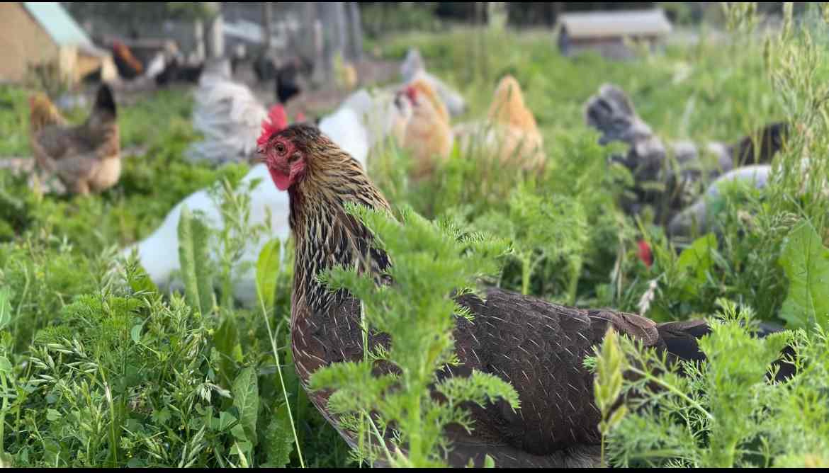 Chicken campmates - bring earplugs. They’re early birds.