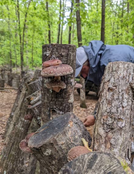 Shiitake mushrooms fruiting from the logs. When available, we will have fresh mushrooms for sale!