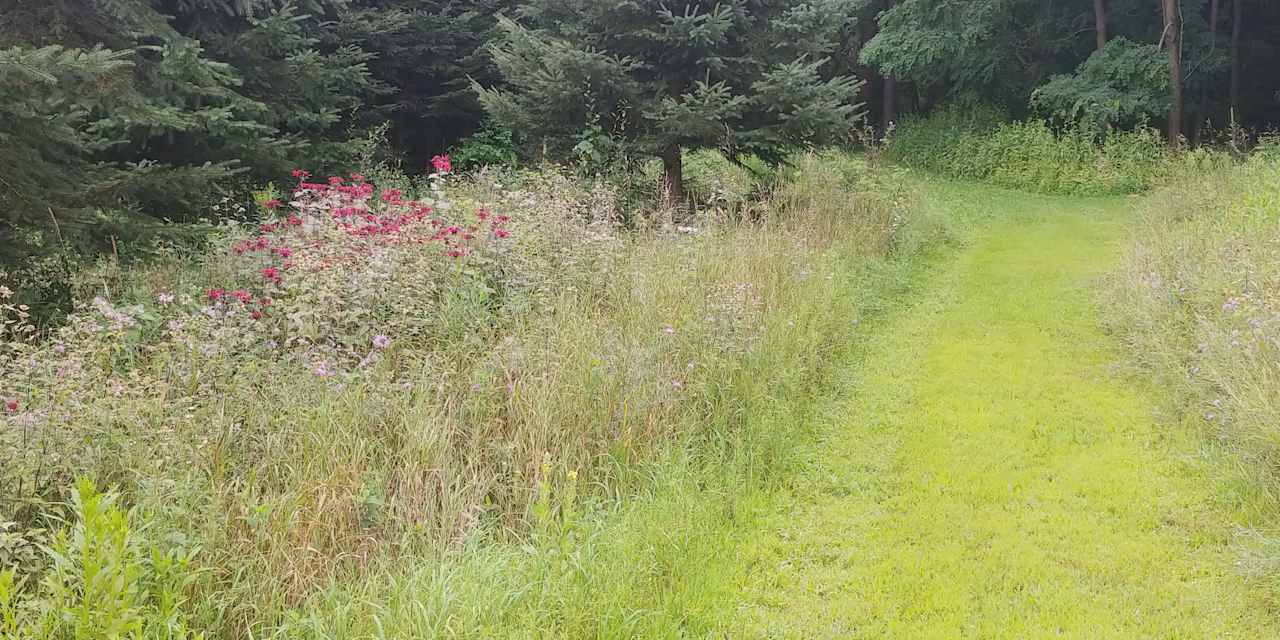 Trail back field
