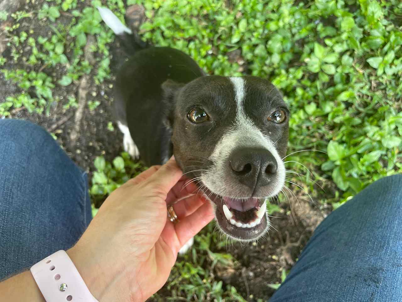 Cecelia is a sweet resident of the farm. She enjoys cuddles and belly rubs. 