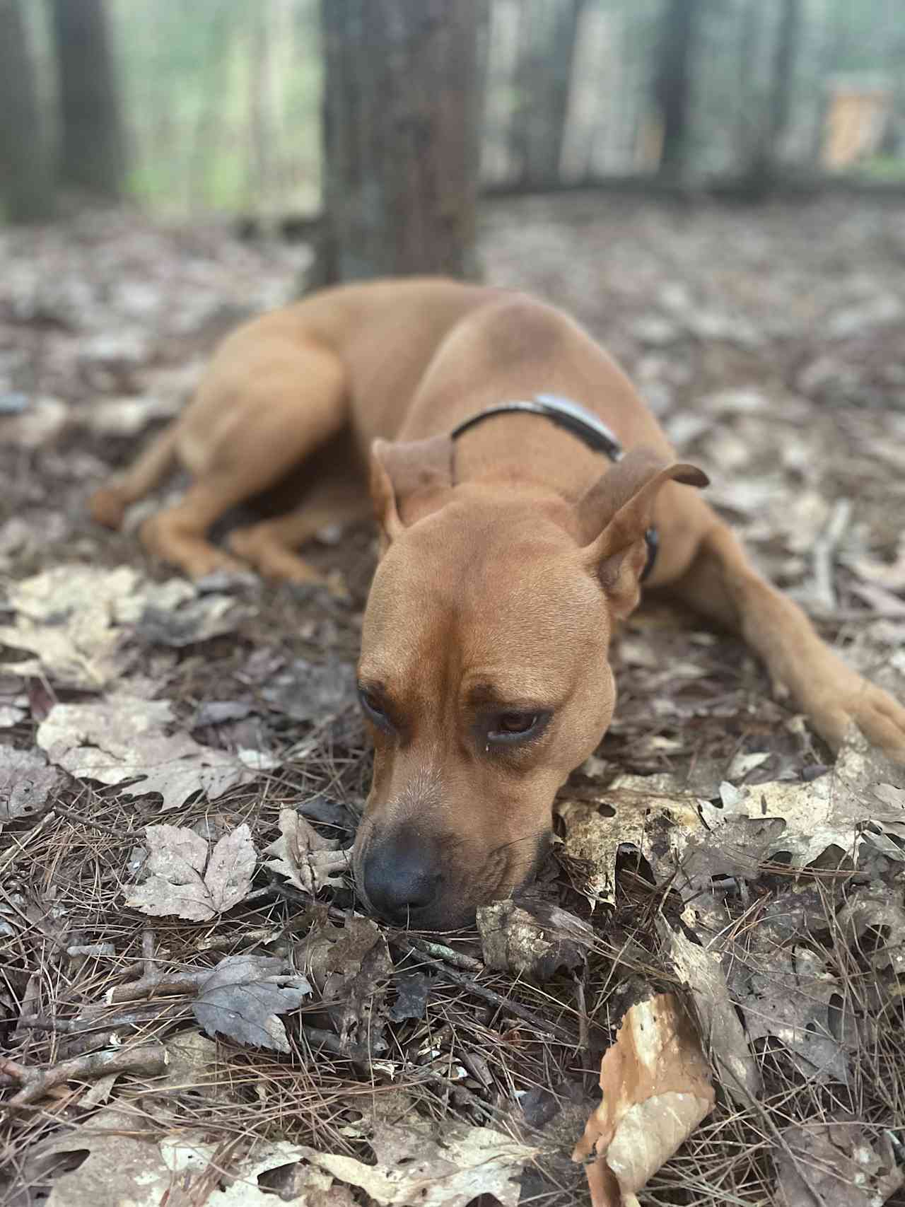 My dog resting after a long day!