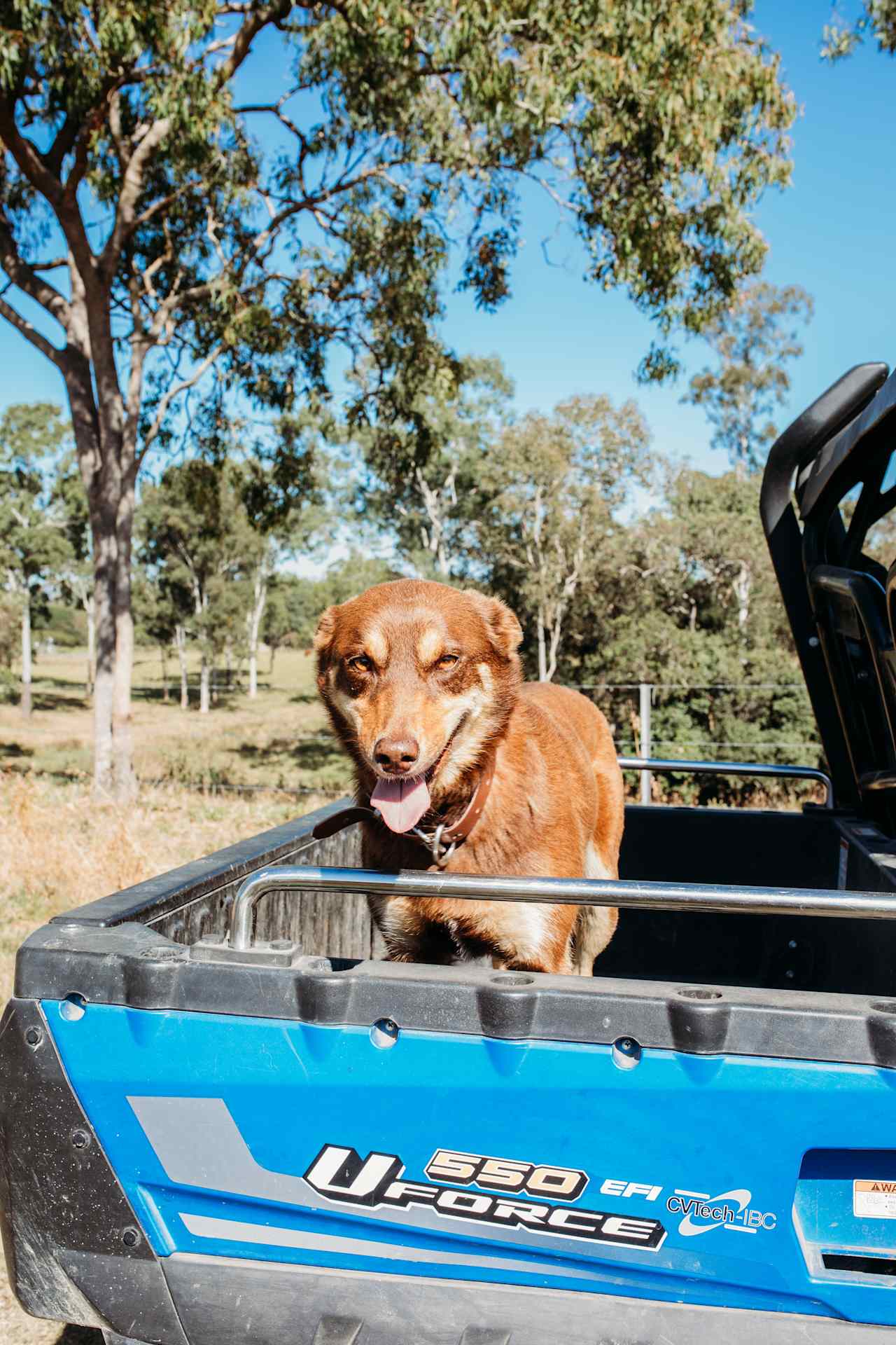 Molly the farm dog is always so happy and playful. If you throw her a stick she will love you forever  