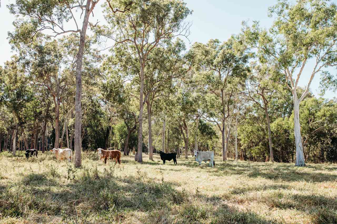 Ups n Downs, Bushland with Lagoon