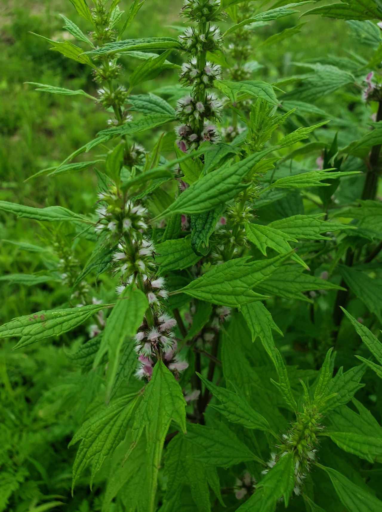 Wild harvested Motherwort in June