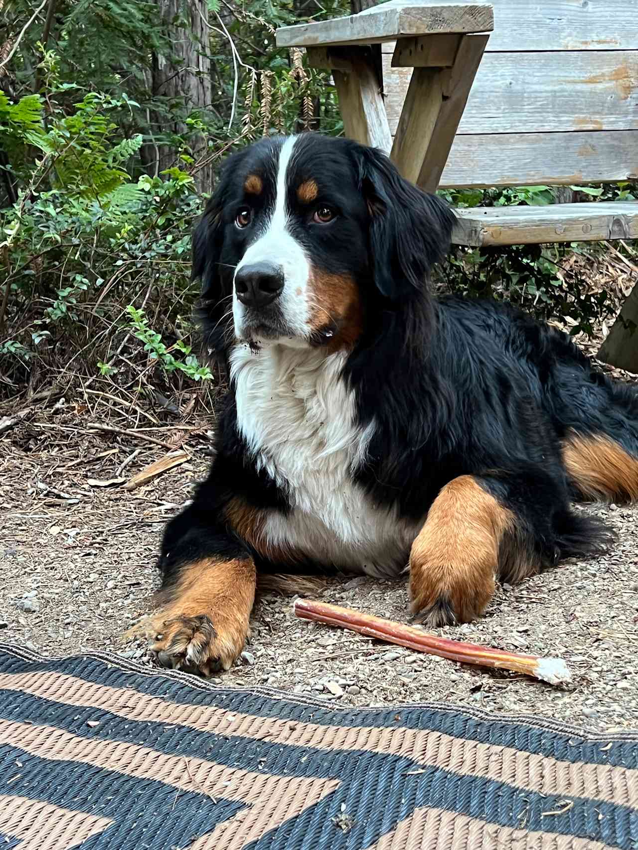 Puppies enjoy the campsite too!