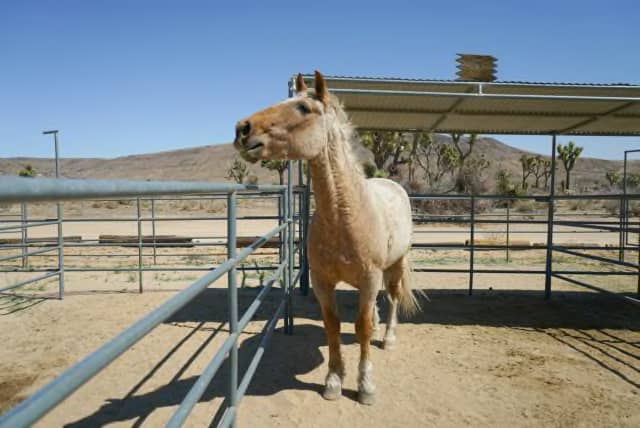 Pioneertown Corrals Camping
