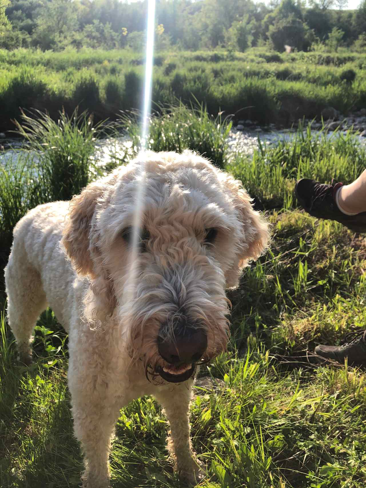 River pup