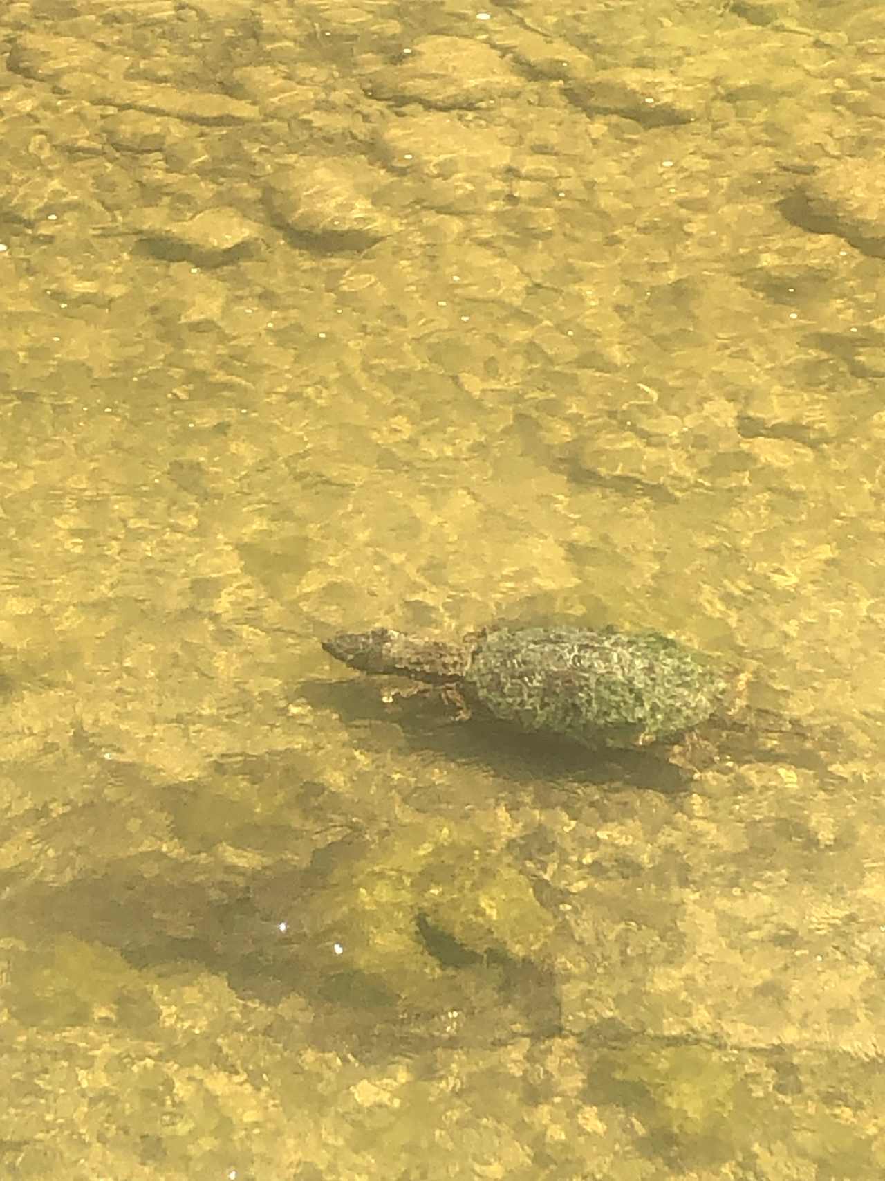 Large snapping turtle
