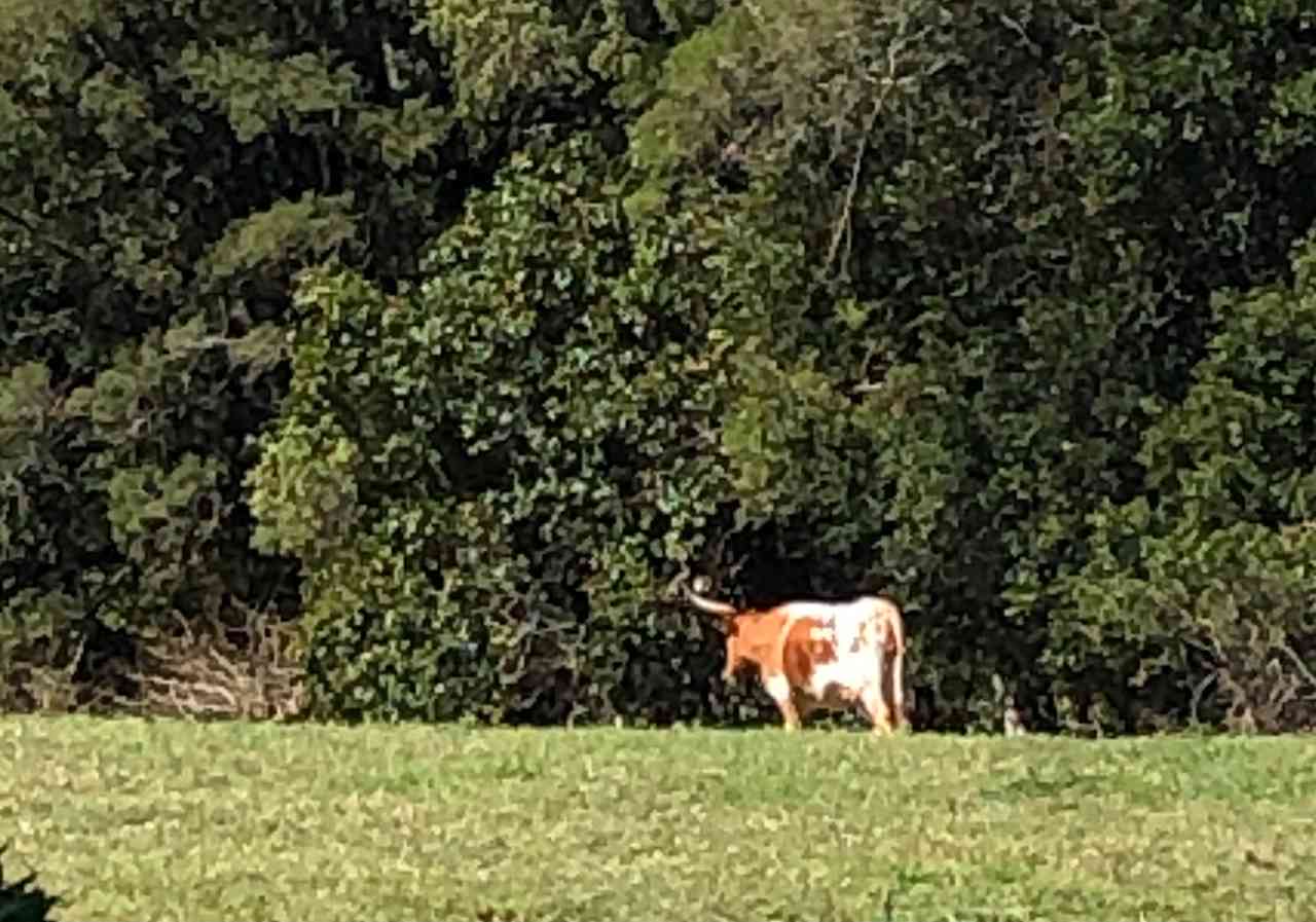 A quiet return visitor - came, saw, and wandered off again. Wish these ones would make a booking and use the loo like our other guests ;D