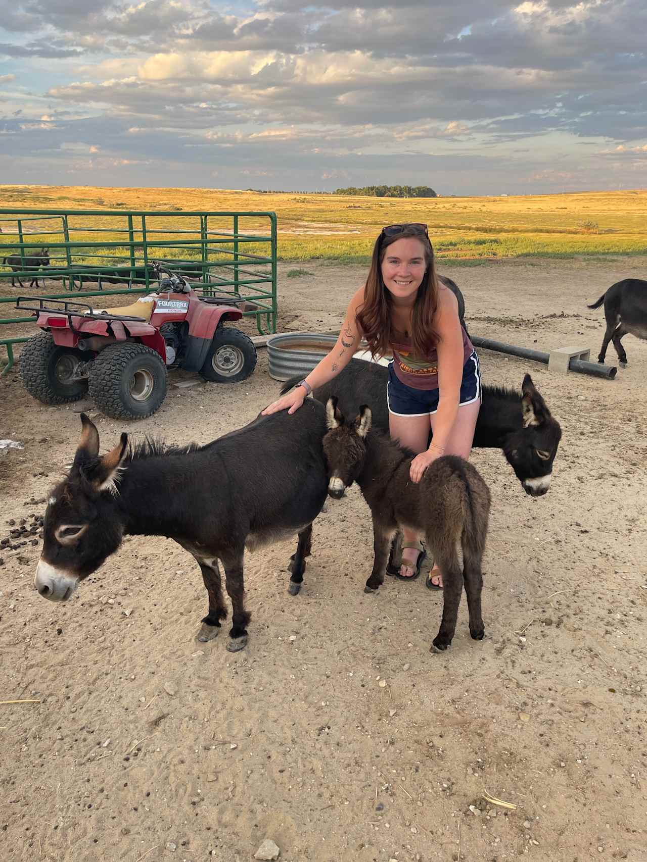 Cloud Peak Llama and alpaca ranch