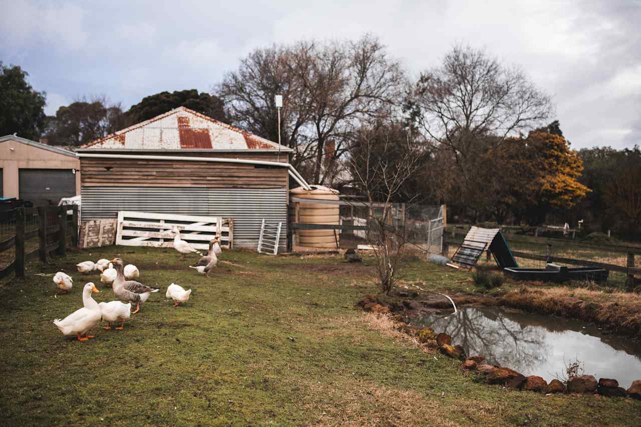 The cheeky geese