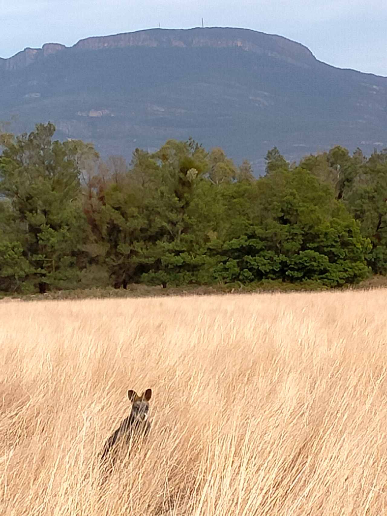 Swamp Wallabies are frequent visitors to the camp site, along with a few hundred of their kangaroo relatives