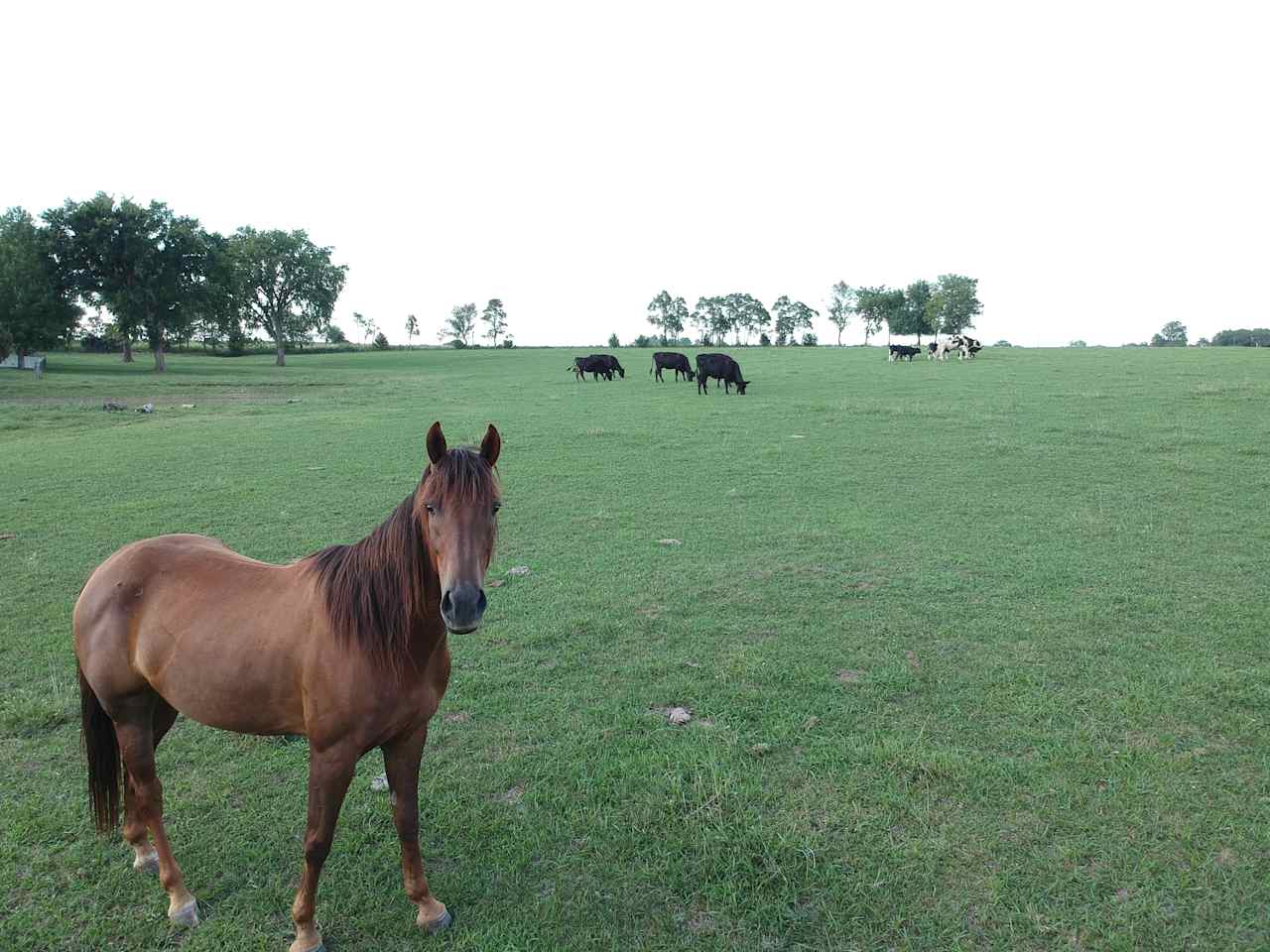 The Sims Family Farm in the Ozarks