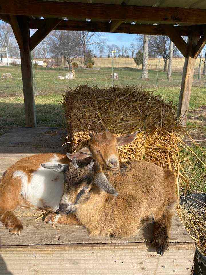 The Sims Family Farm in the Ozarks