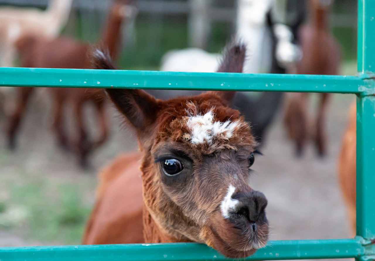 QWRC Alpacas