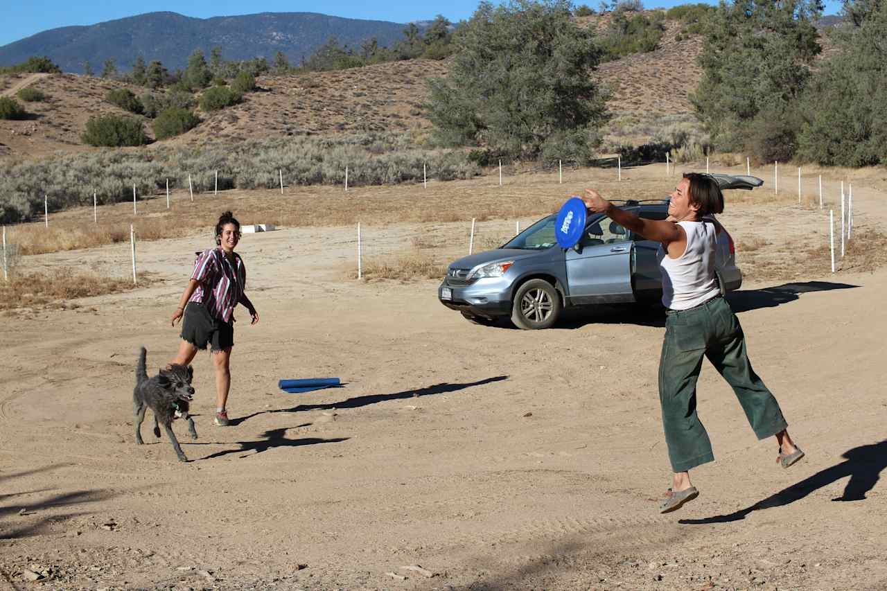 Camper site- doggies getting in on the frisbee game