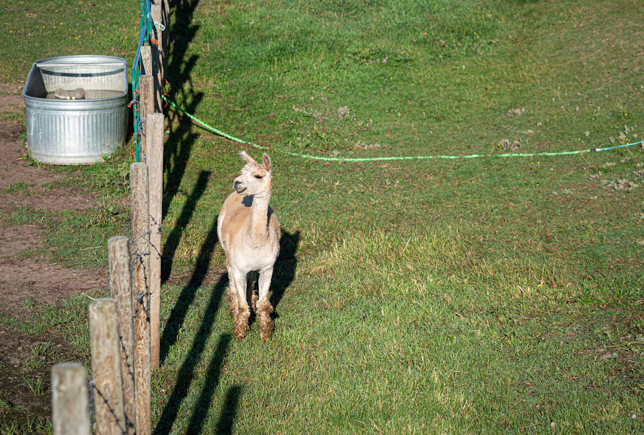 QWRC Alpacas