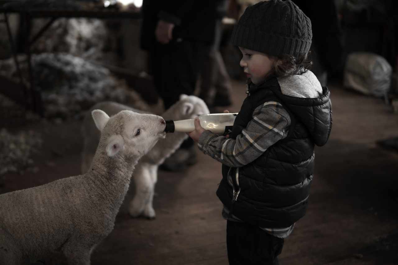 Feeding the Lambs