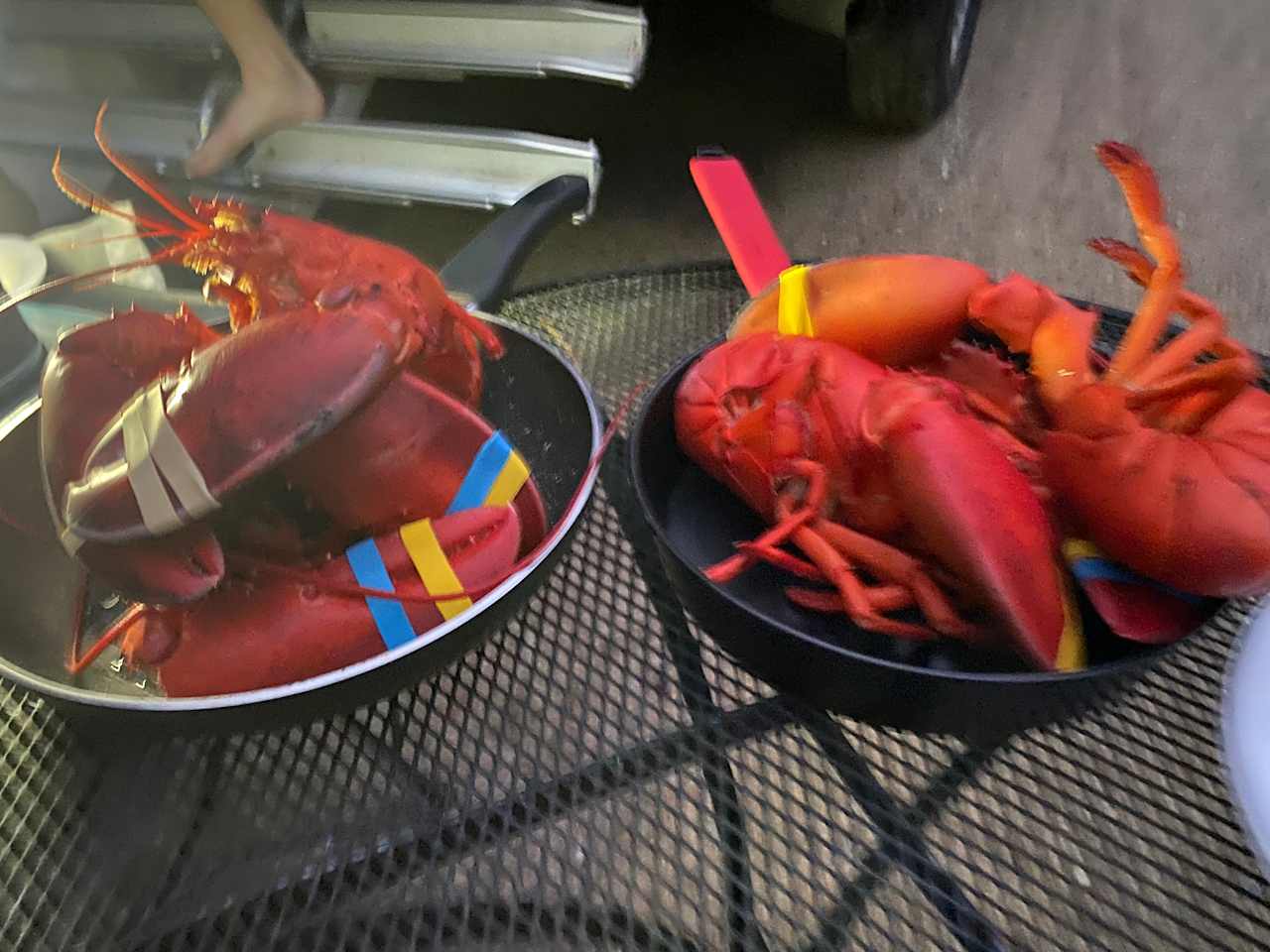 Steamed lobsters at the campsite from Days market 