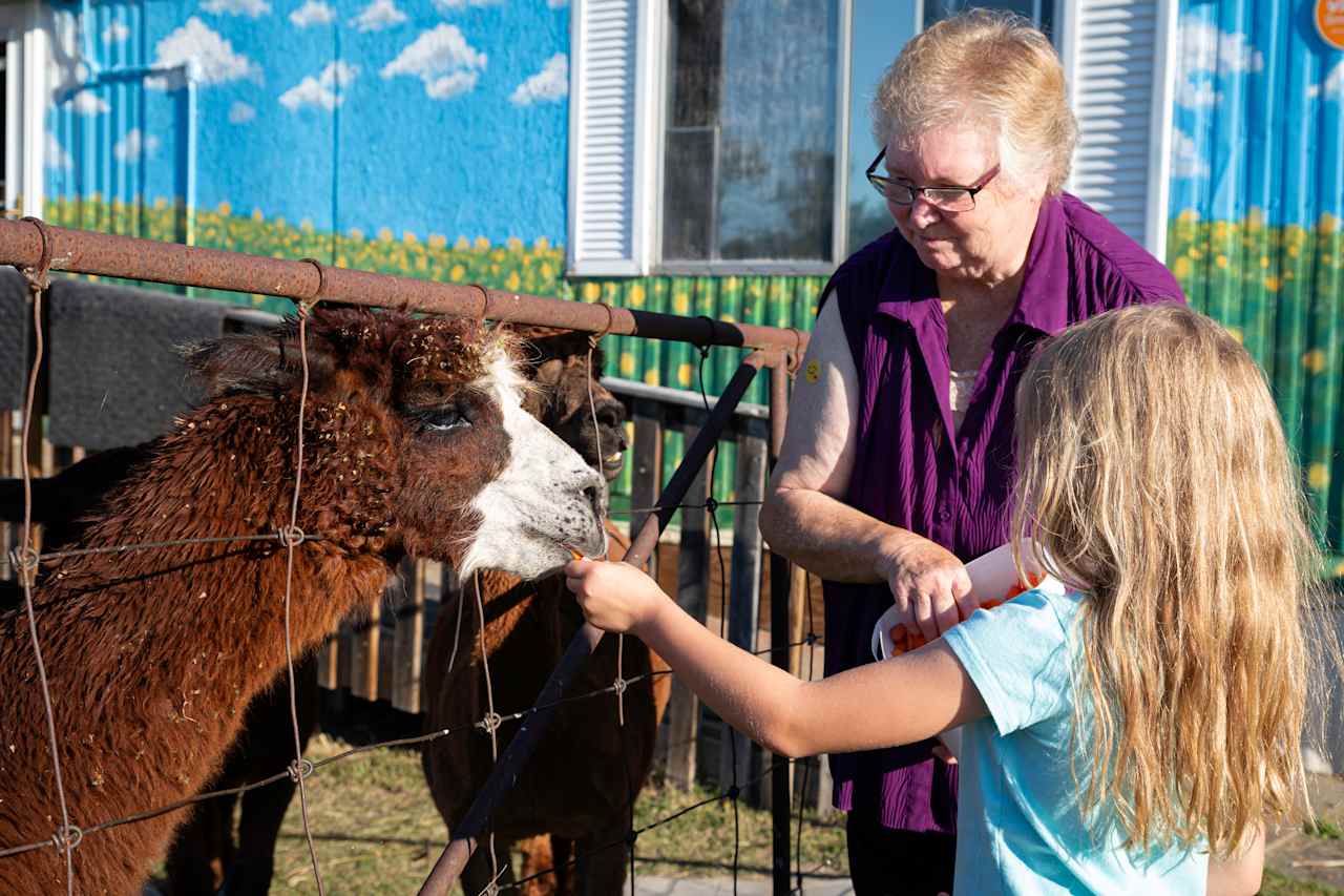 Feeding the alpacas was a highlight of the trip!