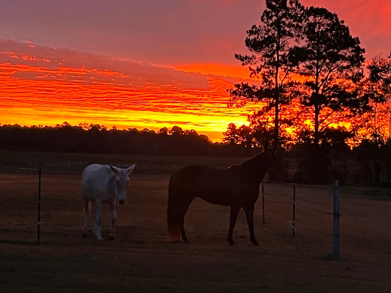 At The horse barn