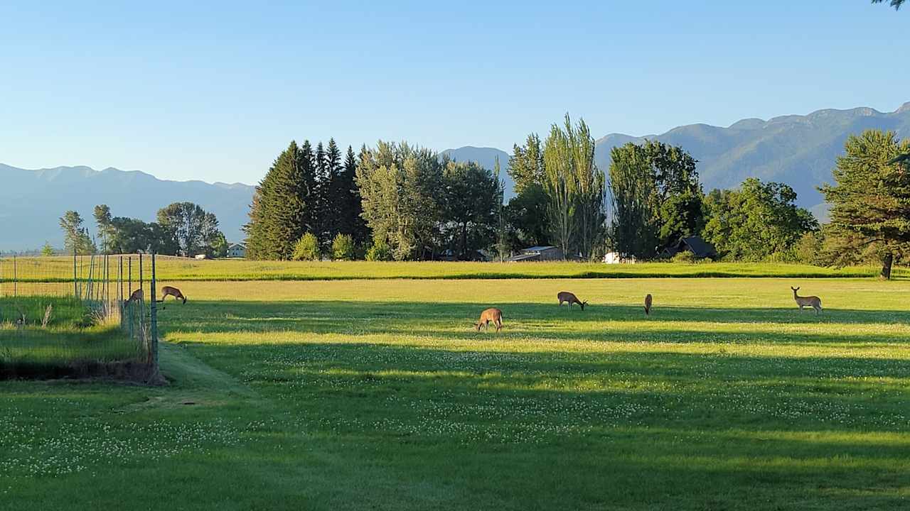 Three Ducks on a Pond