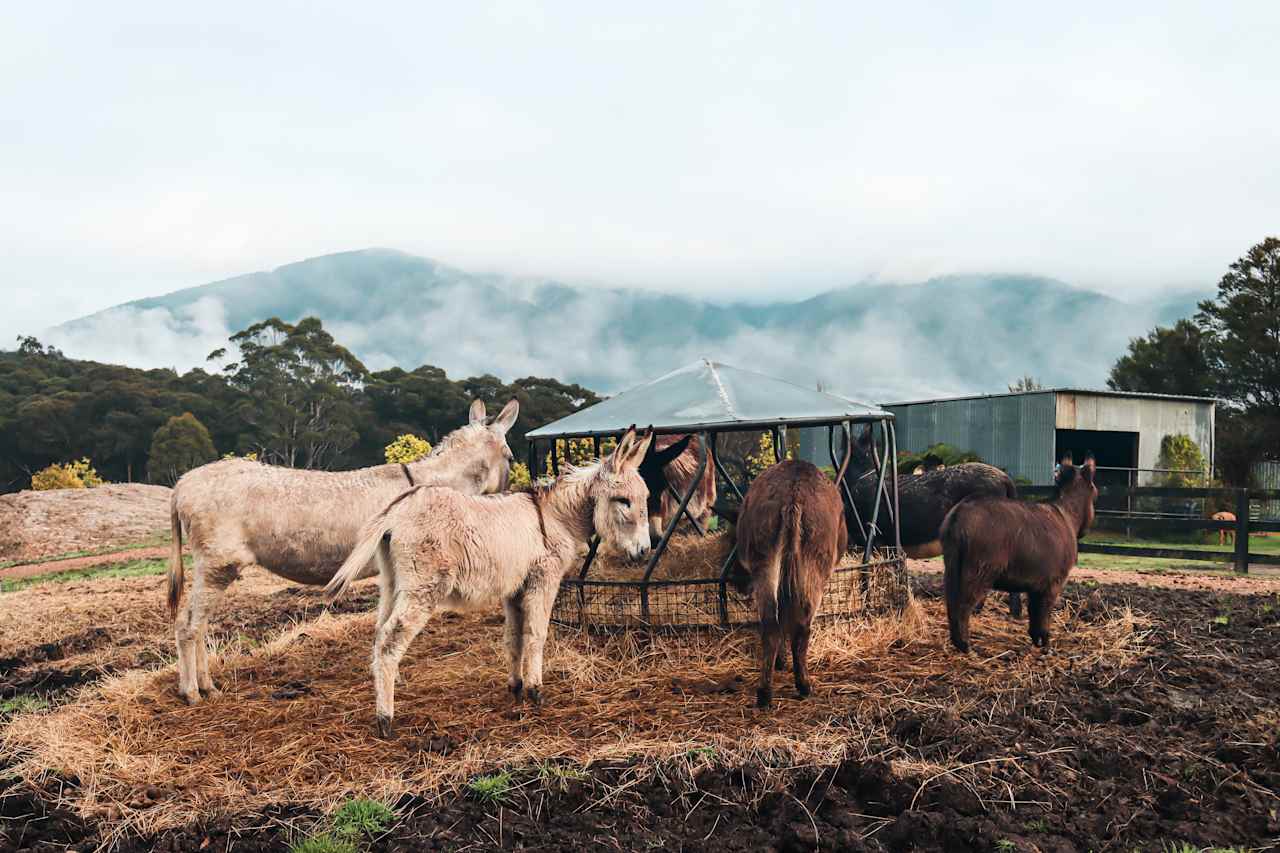 Iron Brook Donkey Farm