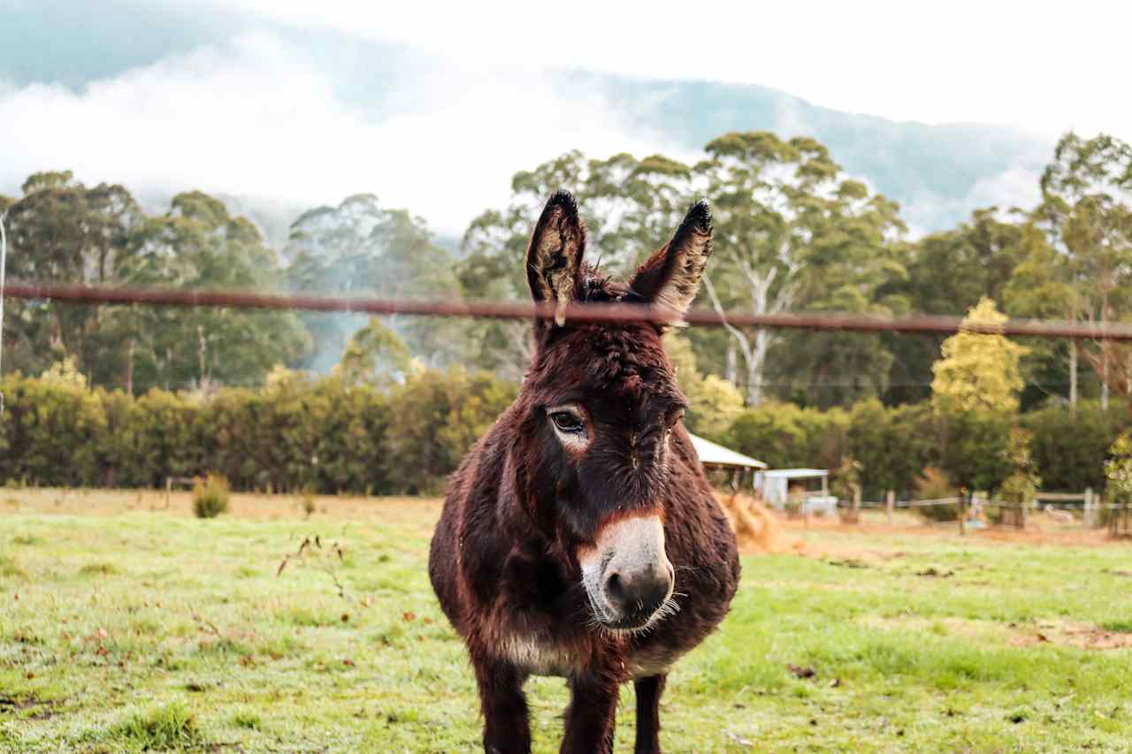 Iron Brook Donkey Farm