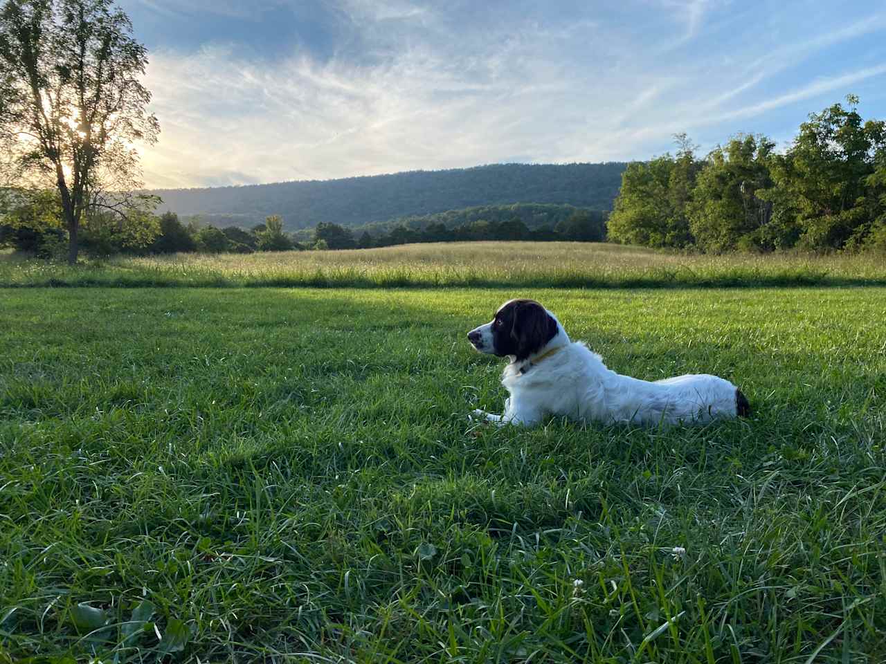 Our Farm in Strasburg, VA