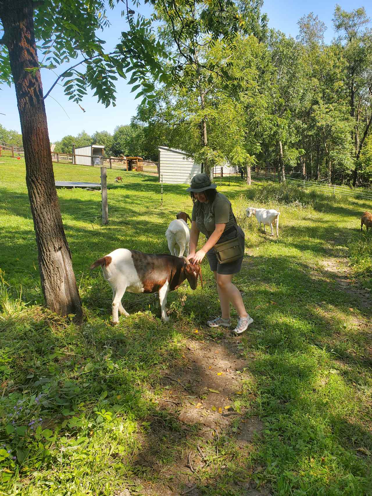 Gossman Goat Grazing Ranch