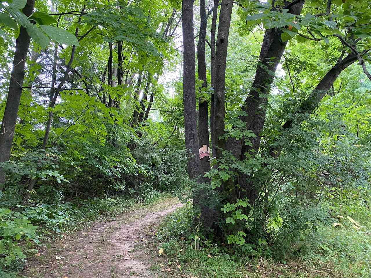 Path Down to the Creek