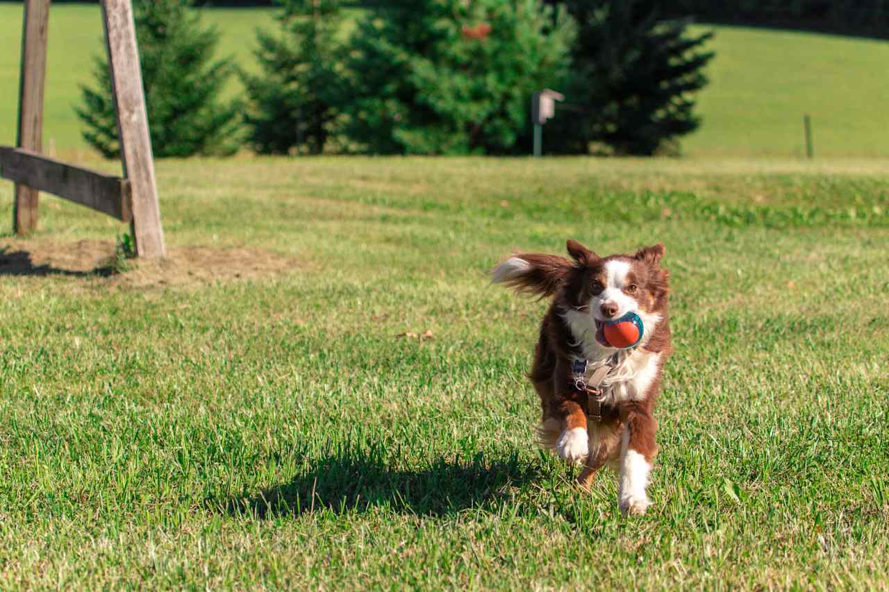 Pet-Friendly Hipcamp!