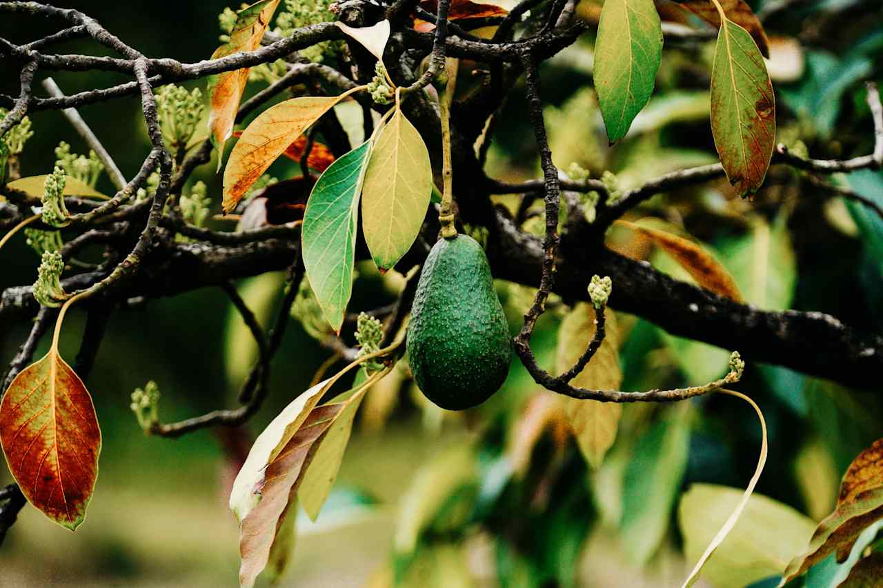 fresh from the tree