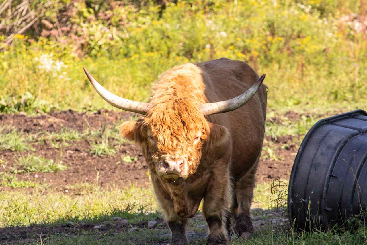 The Sweet Life Animal Ranch &Rescue