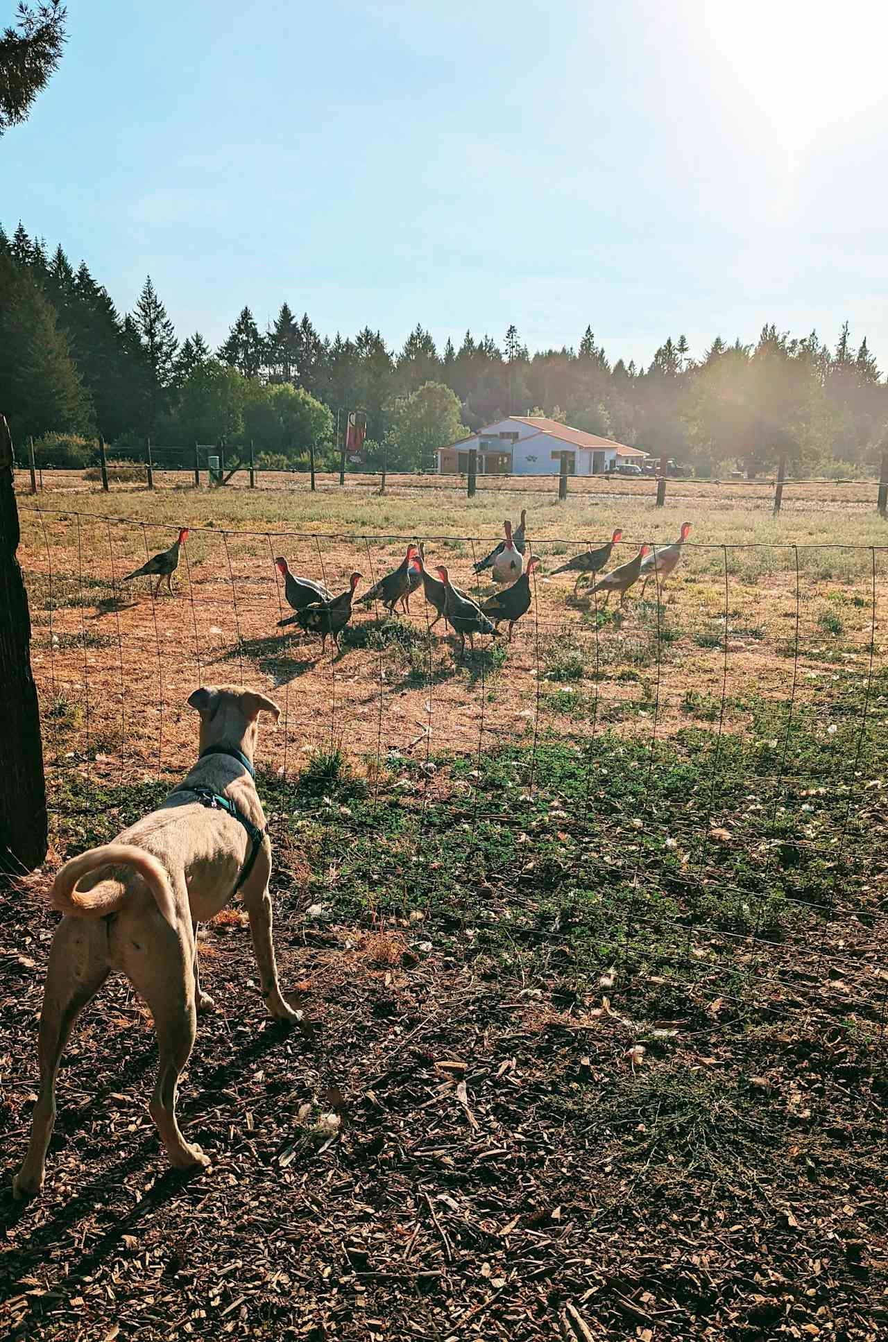 X loved watching the turkeys.