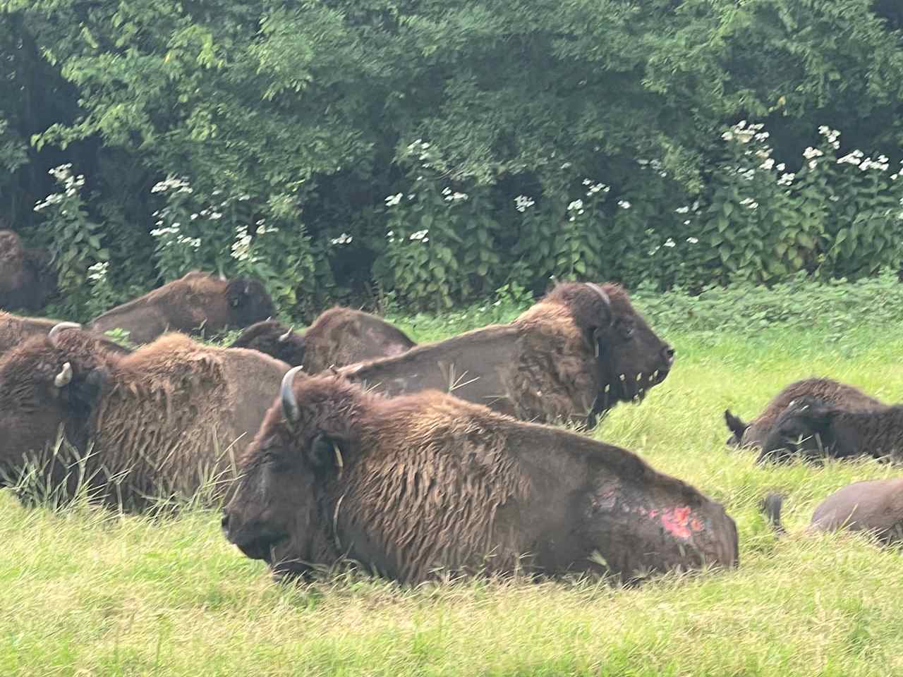 Bison of LBL