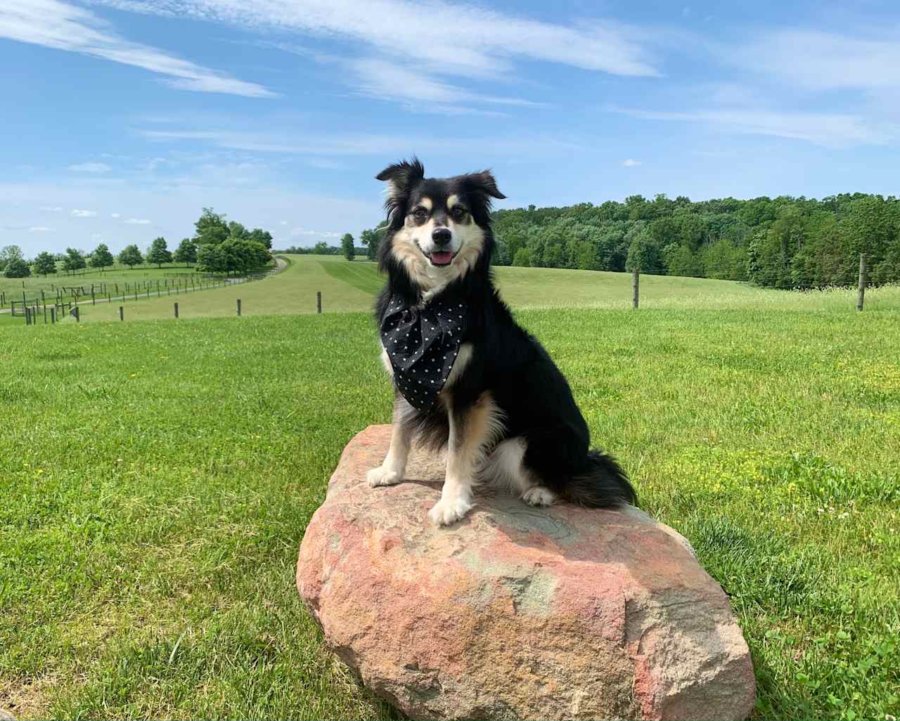 This is Maeve, a frequent visitor to the farm, and her name is a traditional Irish name that means "she who rules".  We think she looks pretty majestic and  "in charge" posing on that rock! 