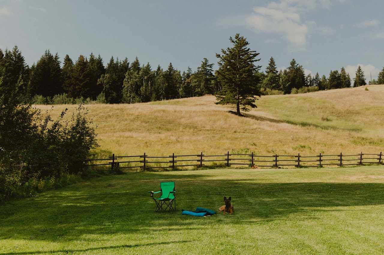 Our pupper relaxing in the shade.