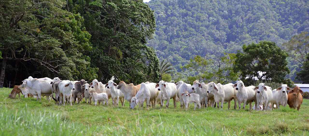 Daintree Country Life