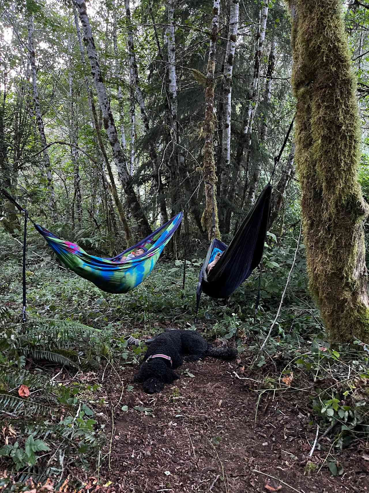 Lots of places to hang hammocks. 