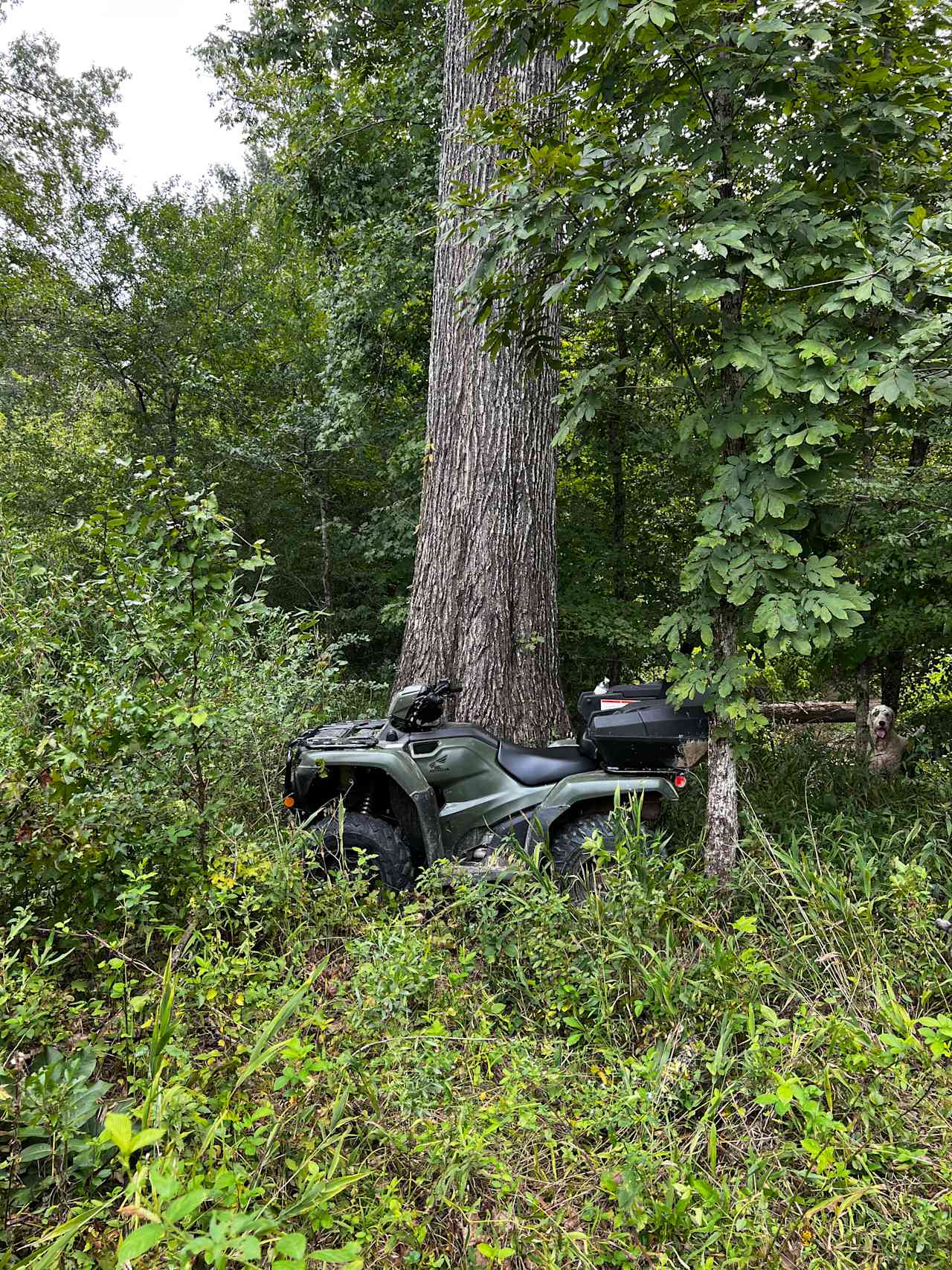 One of our oak trees that’ll never be cut down. 