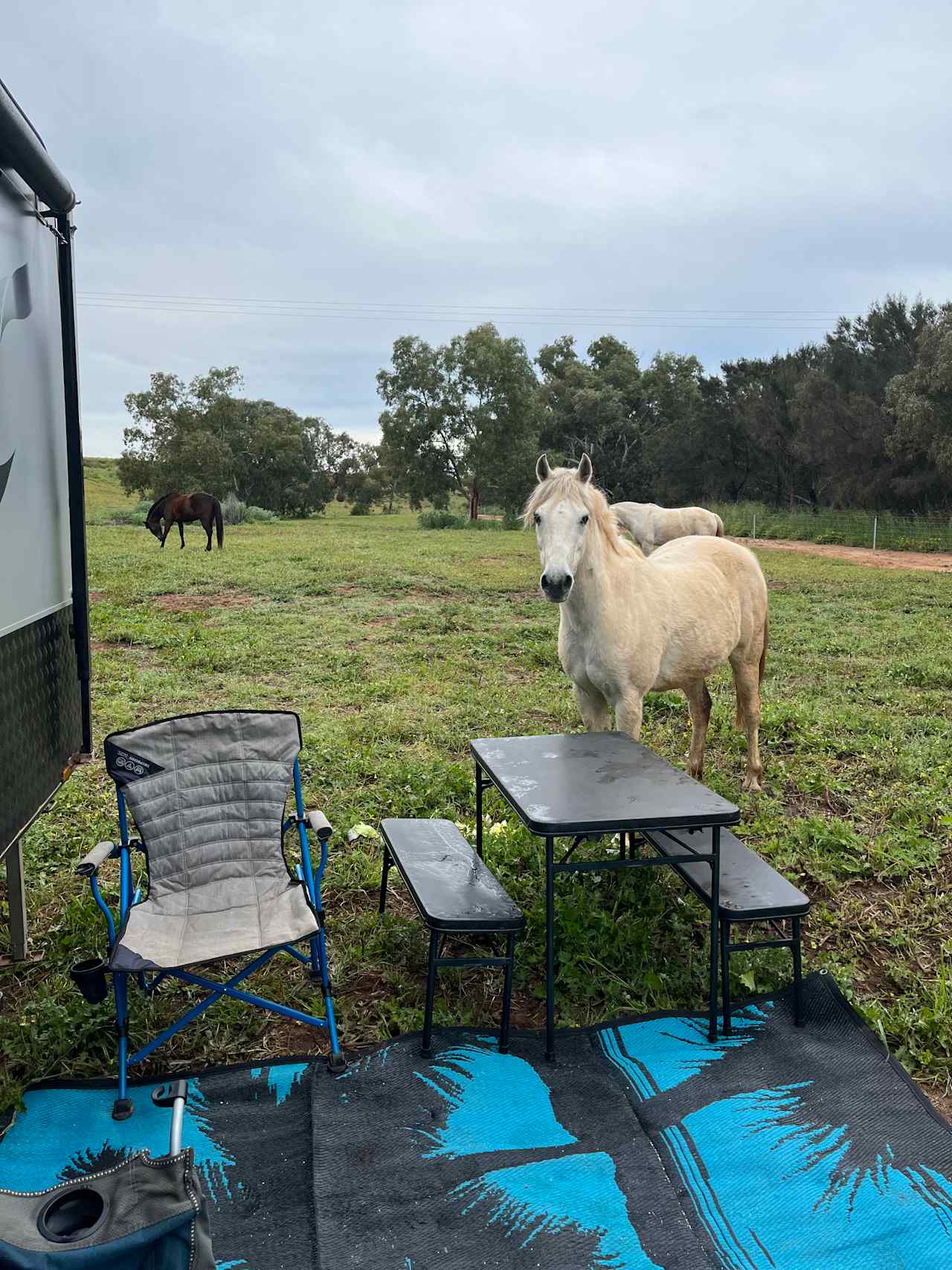 Friendly morning visitors 
