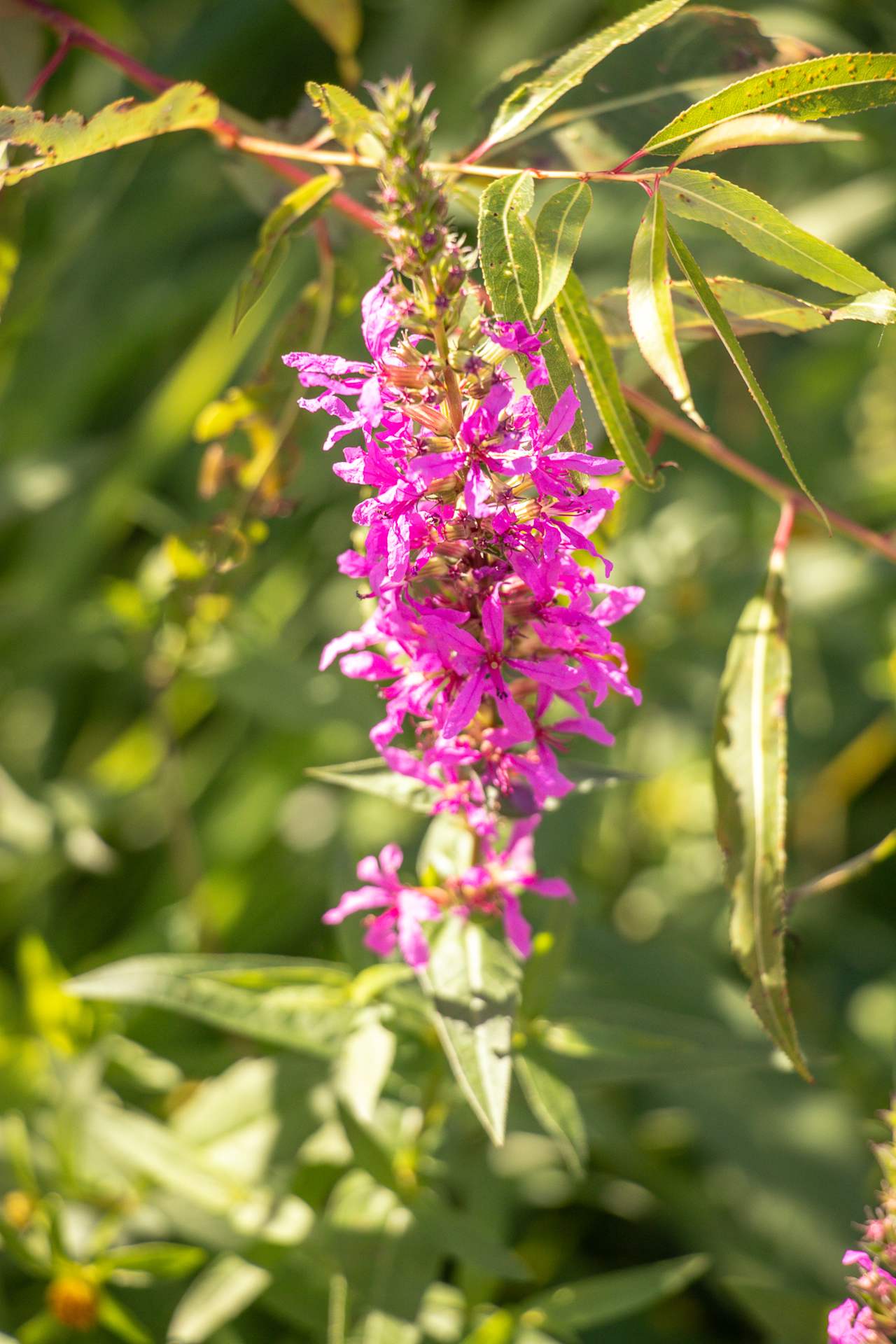 Found these flowers while out on a walk