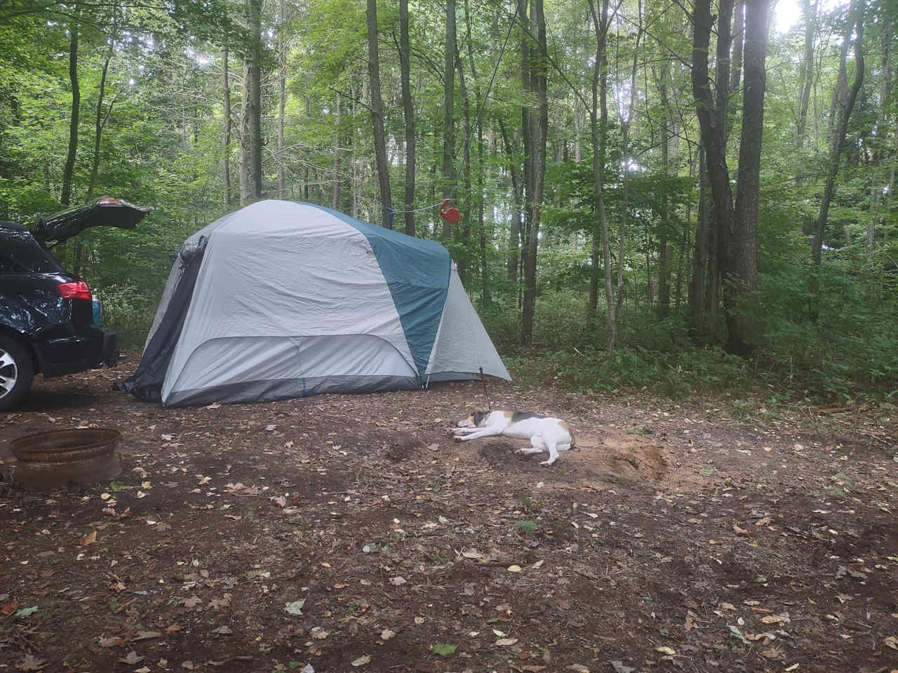 Pelee site had a big, flat area for the tent. Lots of trees and privacy on one side, open to the forest road on the other side.